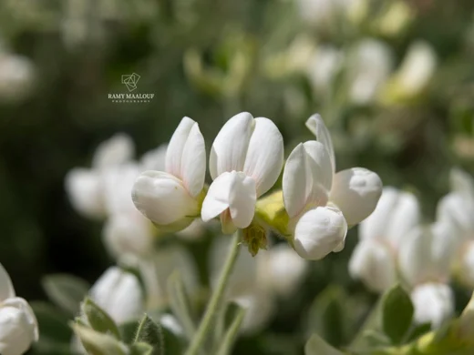 Lotus gebelia subsp. libanoticus