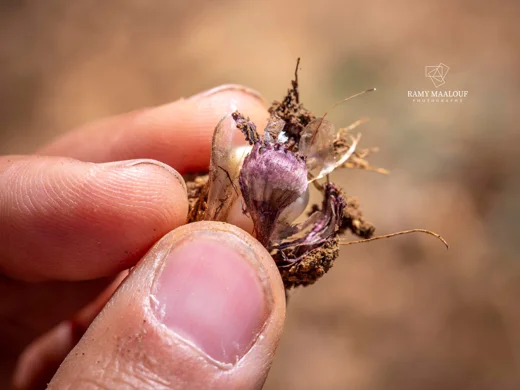 Allium rupicola