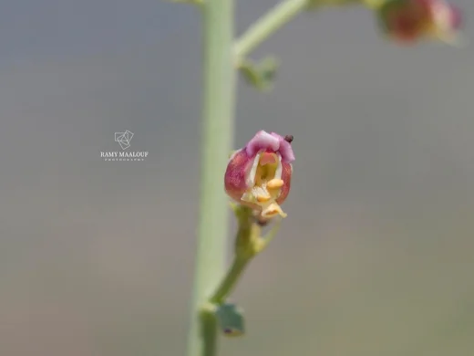 Scrophularia libanotica var. australis