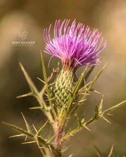 Cirsium phyllocephalum