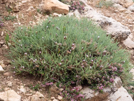 Astragalus coluteoides