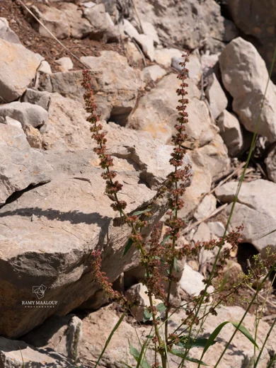Rumex nepalensis