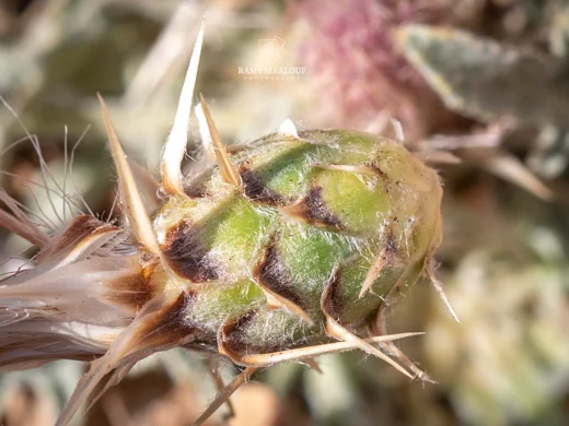 Myopordon pulchellum