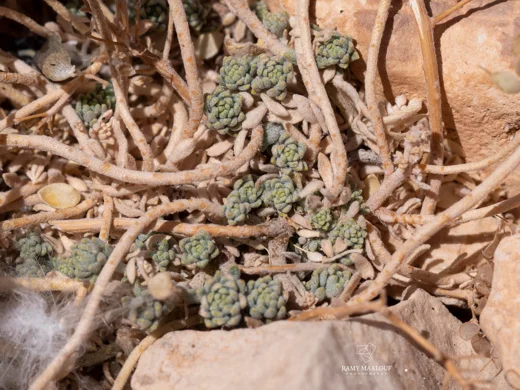Odontarrhena condensata subsp. flexibilis