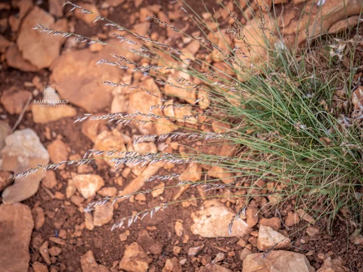 Melica inaequiglumis