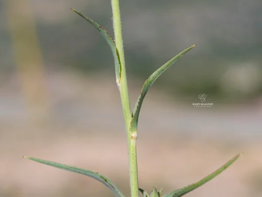 Tragopogon buphthalmoides