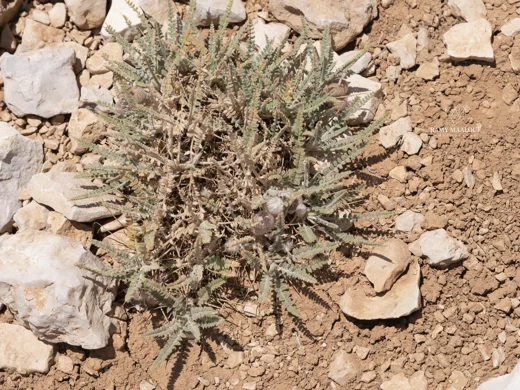 Astragalus coluteoides