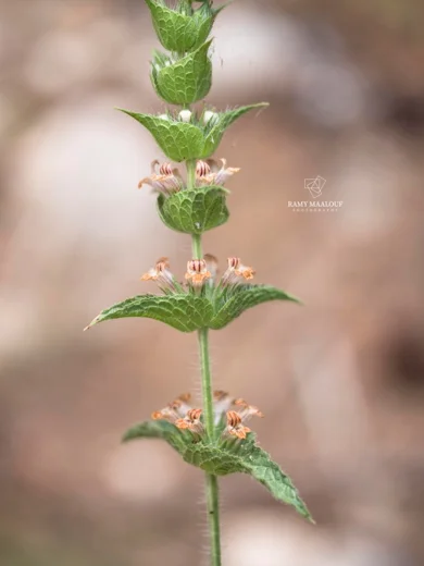 Sideritis pullulans