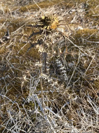 نسب المصنف - غير تجاري 4.0 دولي (CC BY-NC 4.0)- i naturalist.
