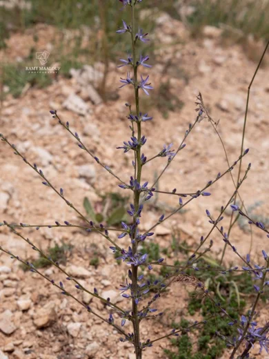 Asyneuma virgatum subsp. virgatum