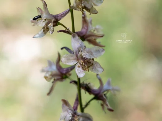 Delphinium fissum subsp. ithaburense