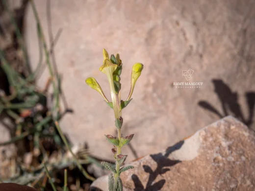 Scutellaria tomentosa