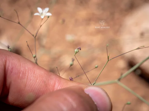 Gypsophila damascena