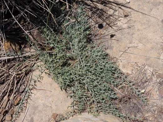 Thesium ramosum