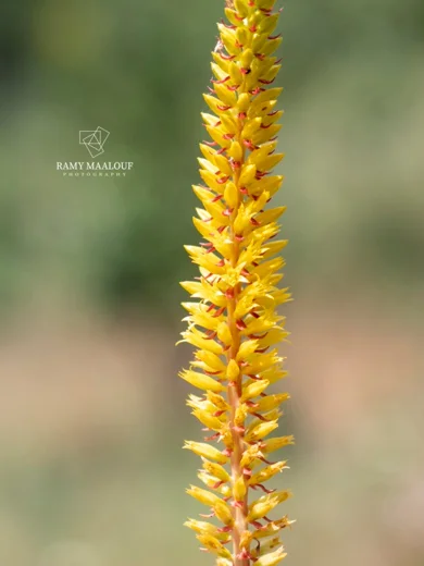 سرة صفراء