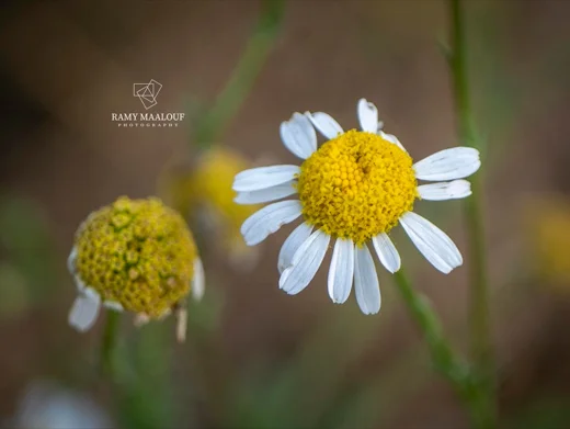 Tripleurospermum inodorum