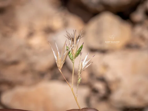 زَحّافة زَحّافِيَّة