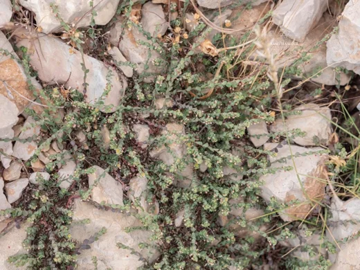 Andrachne telephioides