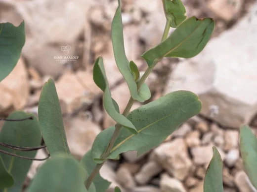 سرنته صغيرة