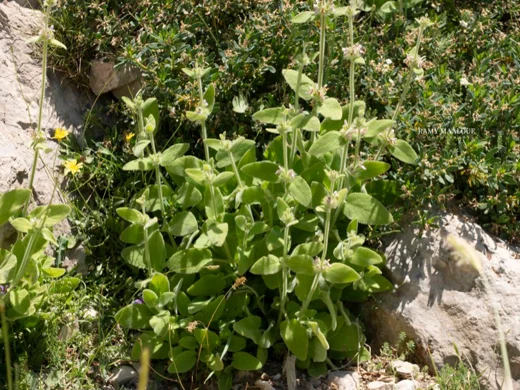 بطنج إهرنبرغ
