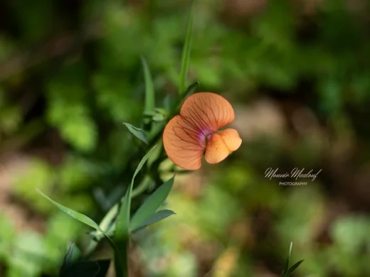 Lathyrus gorgoni