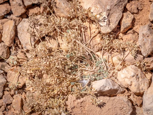 Odontarrhena condensata subsp. flexibilis