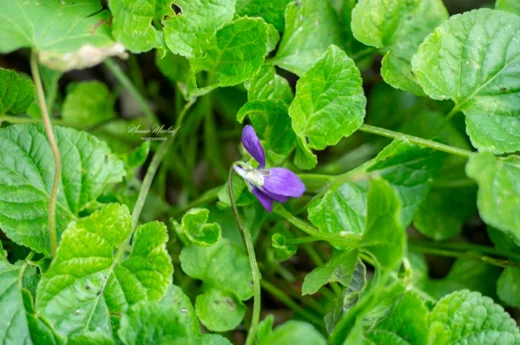 بنفسج عطري