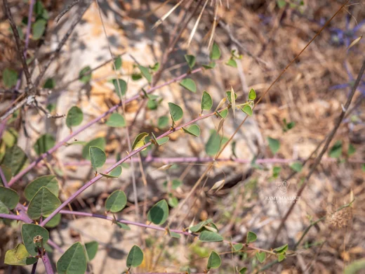 Capparis zoharyi