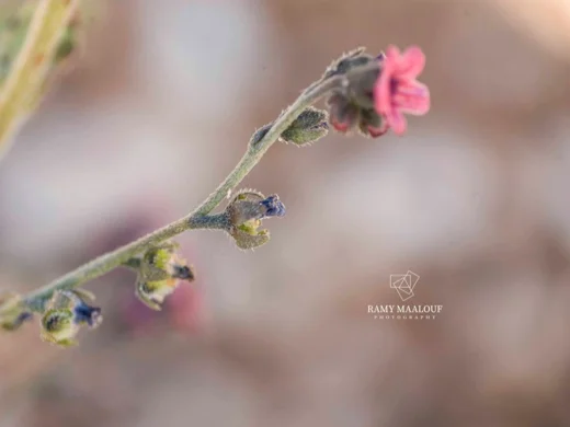 Cynoglossum cedrorum