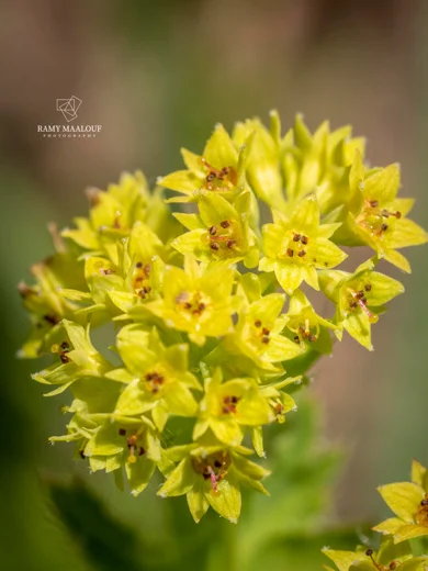 Alchemilla diademata