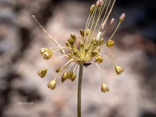 Allium longispathum