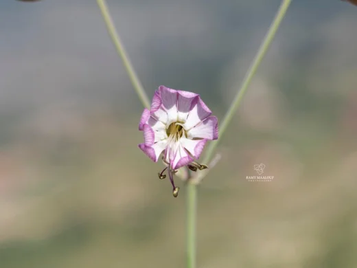 سيلينة شائعة