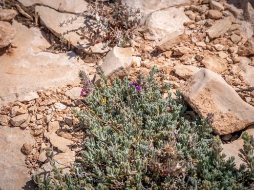 Teucrium socinianum