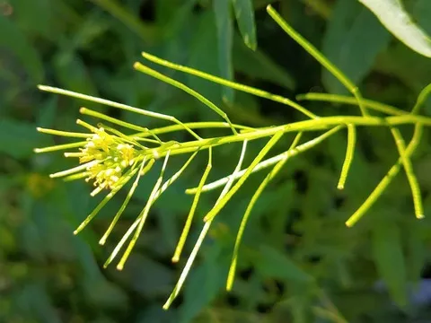 نسب المصنف - غير تجاري 4.0 دولي (CC BY-NC 4.0)- i naturalist.