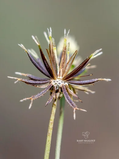 Bidens pilosa