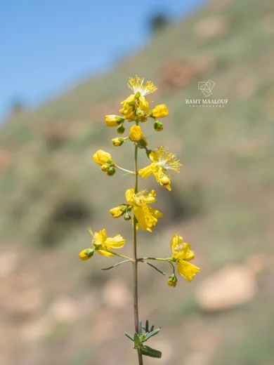 عرن ضعيف الكأسيات