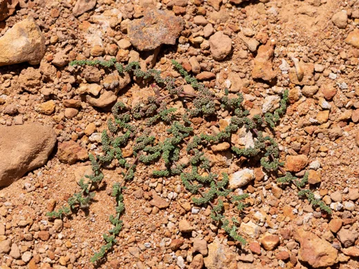 Herniaria glabra
