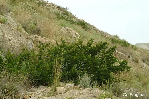 عرن