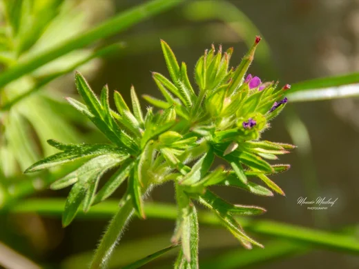 Geranium dissectum