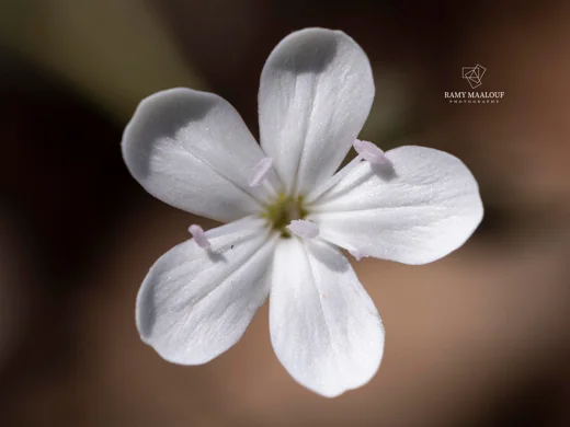 Dianthus micranthus var. alb