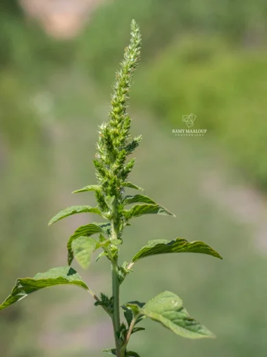Amaranthus hybridus