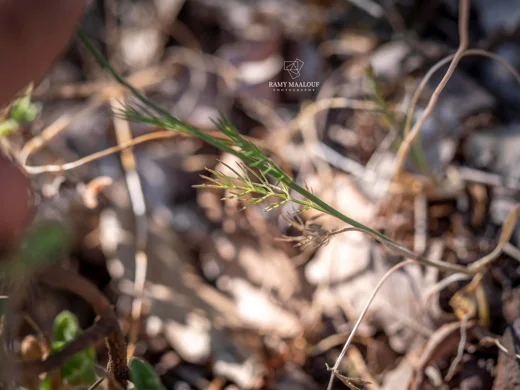 Nigella unguicularis