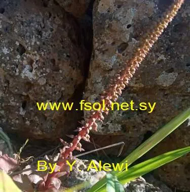 سرة أفقية
