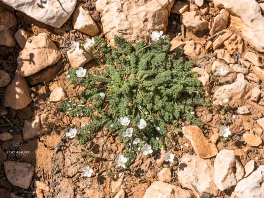 Erodium trichomanifolium var. alb
