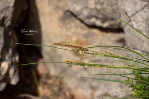 Carex flacca