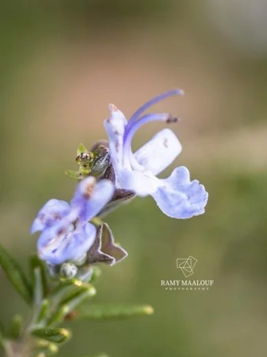 Salvia rosmarinus