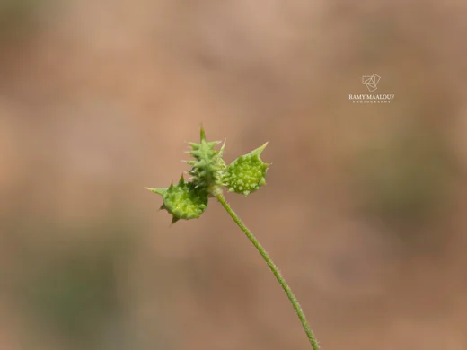 عشبة الباسور