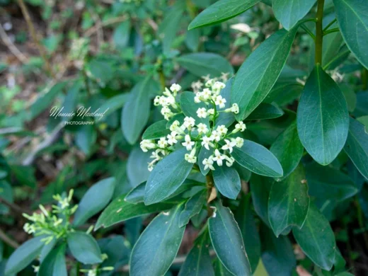 Daphne libanotica
