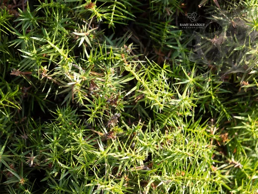 Juniperus deltoides