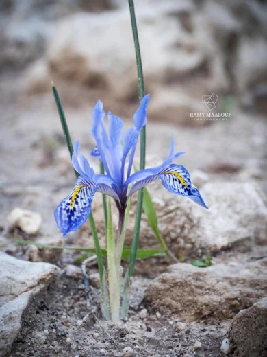 سوسن متفاخر